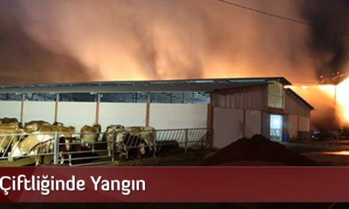 Hayvan Çiftliğinin Saman Deposunda Çıkan Yangın Korkuttu