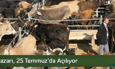 Hayvan Pazarı, 25 Temmuz’da Açılıyor