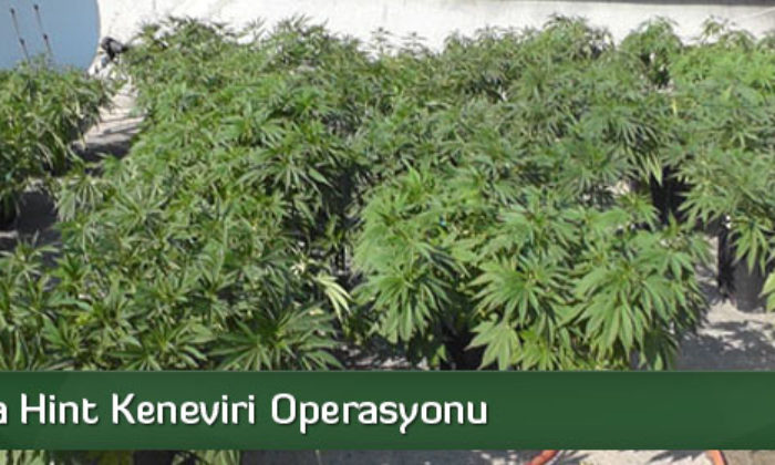 Çorum’da Hint Keneviri Operasyonu