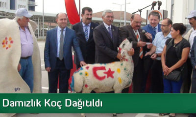 Çiftçilere Damızlık Koç Dağıtıldı