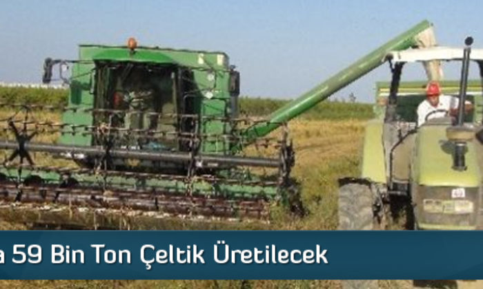 Çorum’da 59 Bin Ton Çeltik Üretilecek