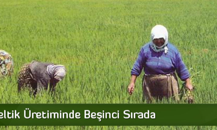 Çorum Çeltik Üretiminde Beşinci Sırada