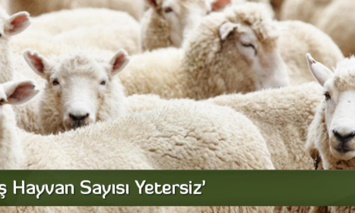 ‘Küçükbaş Hayvan Sayısı Yetersiz’