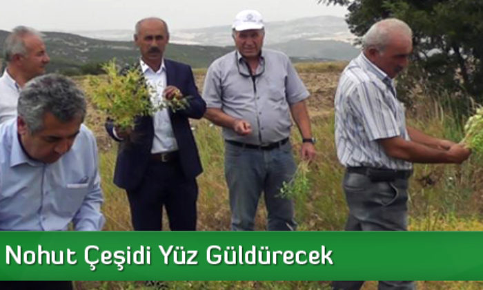 Sezenbey Nohut Çeşidi Yüz Güldürecek