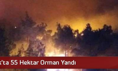 Çorum’da 55 Hektar Orman Yandı