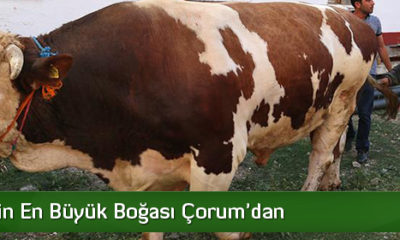 Çorum’da 2 Ton 200 Kiloluk Kurbanlık