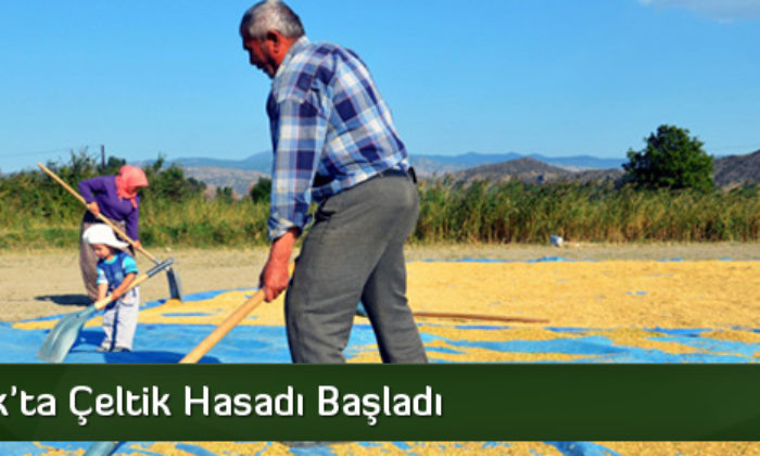 Osmancık’ta Çeltik Hasadı Başladı