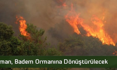 Yanan Orman Badem Ormanına Dönüştürülecek