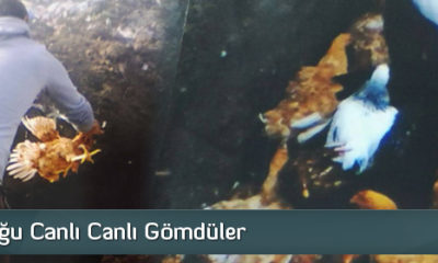 520 Tavuğu Canlı Canlı Gömdüler