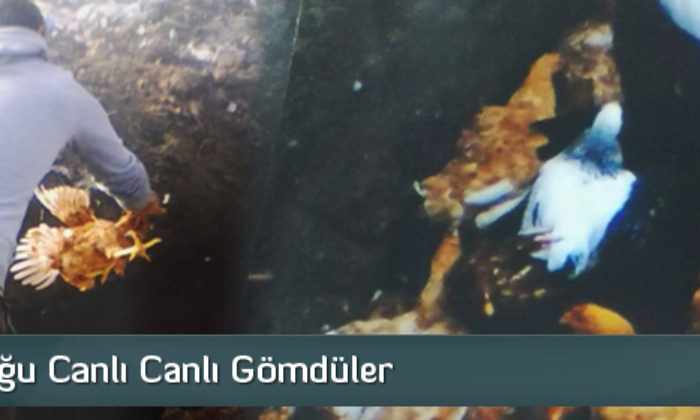 520 Tavuğu Canlı Canlı Gömdüler