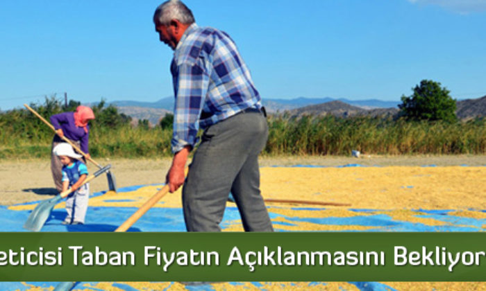 Çeltik Üreticisi Taban Fiyatın Açıklanmasını Bekliyor