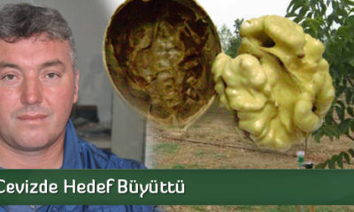 Oğuzlar, Cevizde Hedef Büyüttü