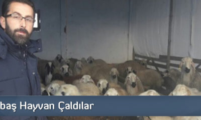 Hayvan Hırsızlığına İki Gözaltı