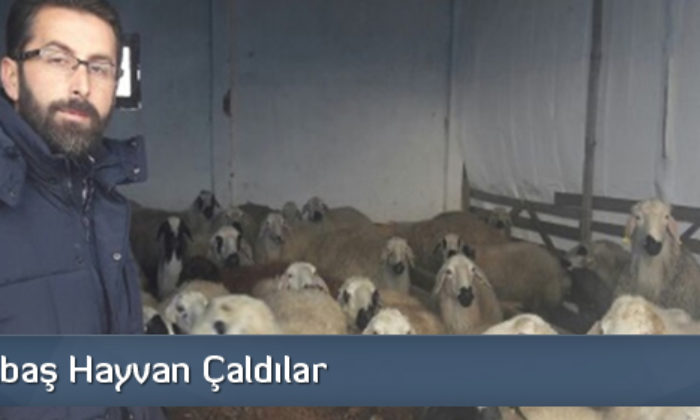 Hayvan Hırsızlığına İki Gözaltı