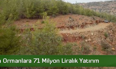 Çorum’da Ormanlara 71 Milyon Liralık Yatırım
