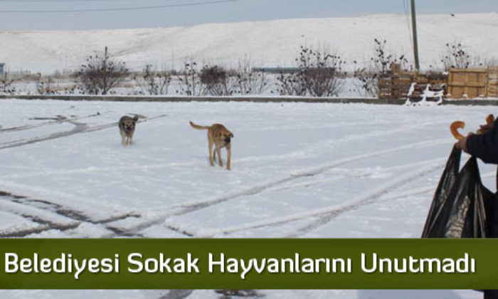 Sungurlu Belediyesi Hayvanları Unutmadı