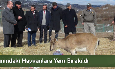Fauna Alanındaki Hayvanlara Yem Bırakıldı