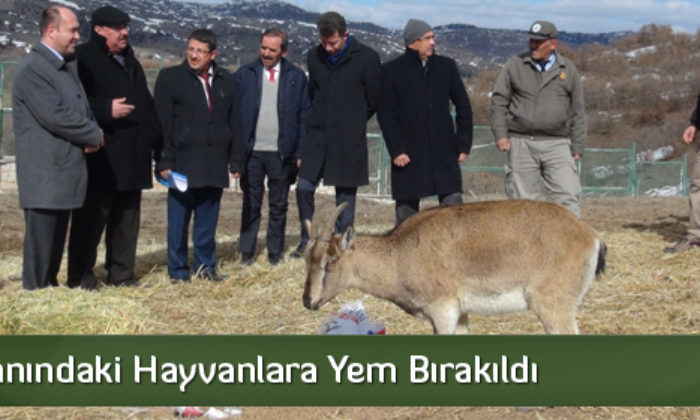Fauna Alanındaki Hayvanlara Yem Bırakıldı