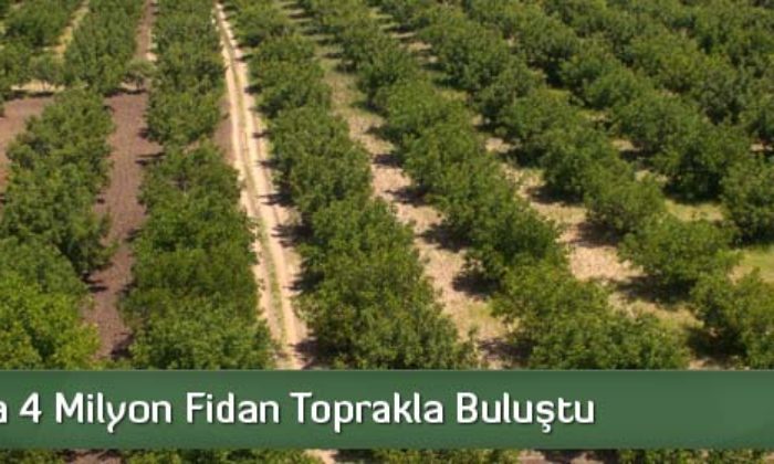 Çorum’da 4 Milyon Fidan Toprakla Buluştu