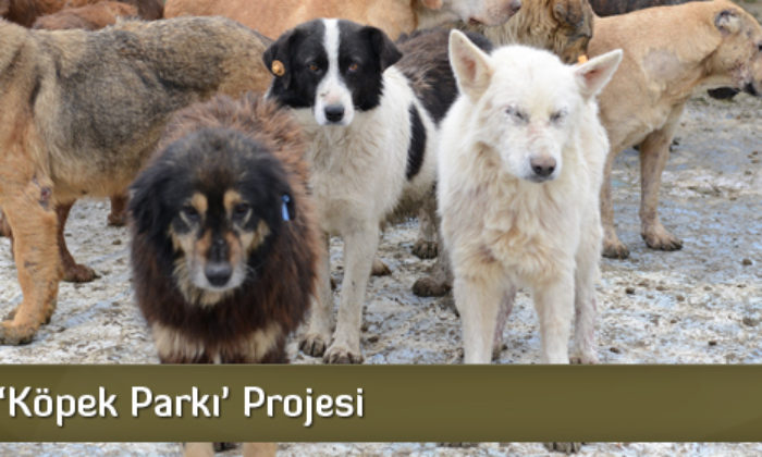 Çorum’a ‘Köpek Parkı’ Projesi