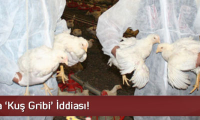 Çorum’da ‘Kuş gribi’ İddiası