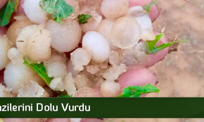 Tarım Arazilerini Dolu Vurdu