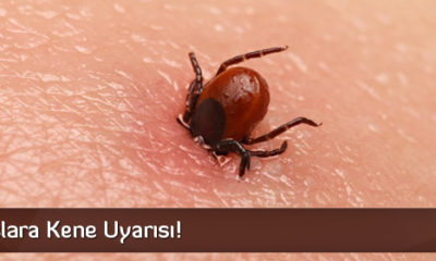 Vatandaşlara Kene Uyarısı!