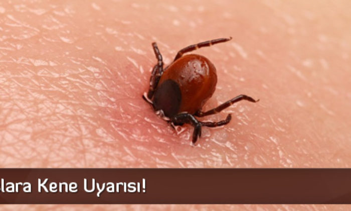 Vatandaşlara Kene Uyarısı!