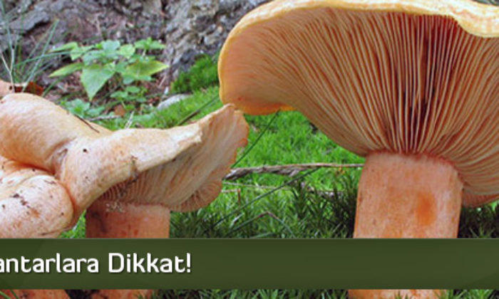 Zehirli Mantarlara Dikkat!