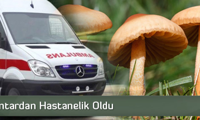 4 Kişi Mantardan Hastanelik Oldu