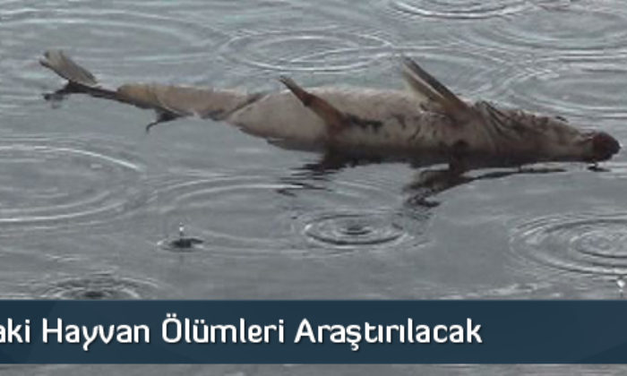 Çorum’daki Hayvan Ölümleri Araştırılacak