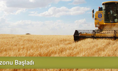 Hasat Sezonu Başladı
