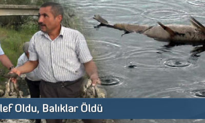 İnekler Telef Oldu, Balıklar Öldü