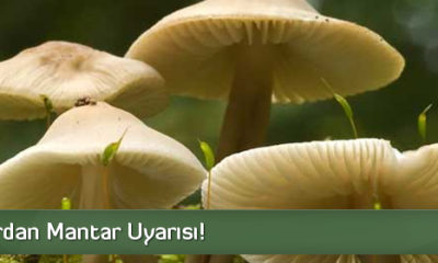 Uzmanlardan Mantar Uyarısı!