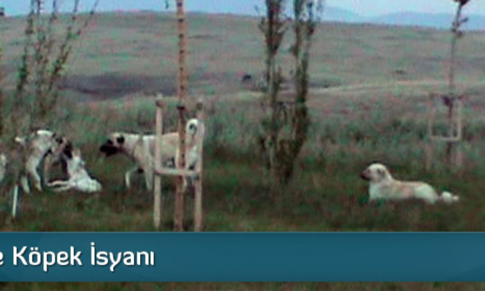 Ak Kent’te Köpek İsyanı