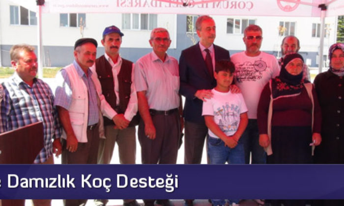 Besicilere Damızlık Koç Desteği