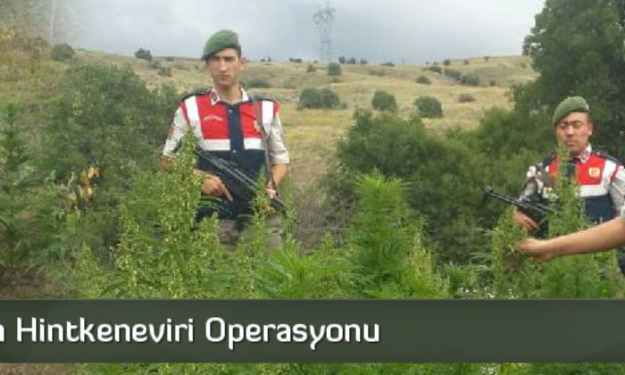 Çorum’da Hintkeneviri Operasyonu