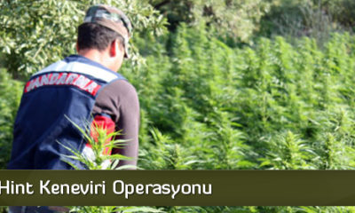 İskilip’te Hint Keneviri Operasyonu