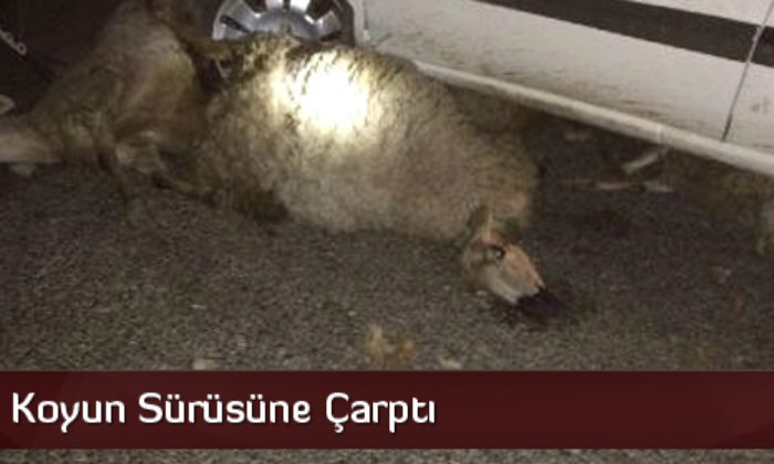 Otomobil Koyun Sürüsüne Daldı