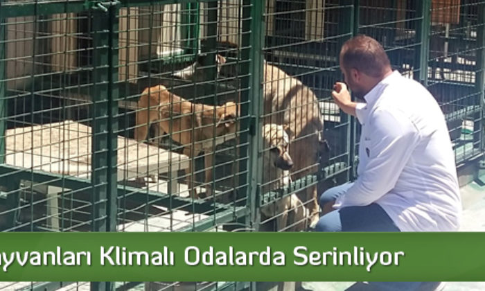 Sokak Hayvanları Klimalı Odalarda Serinliyor