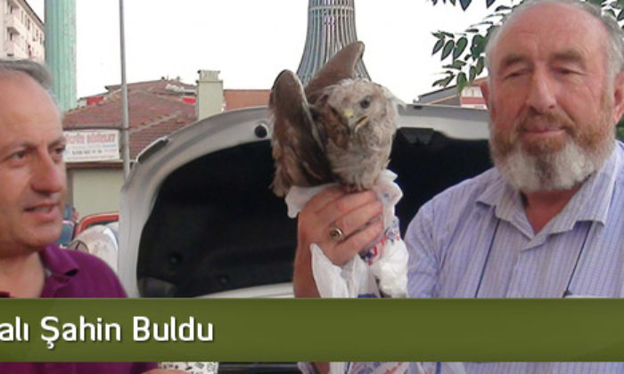 Yolda Yaralı Şahin Buldu
