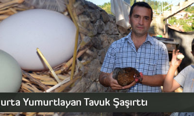 Yeşil Yumurta Yumurtlayan Tavuk Şaşırttı