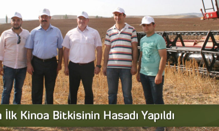 Çorum’da İlk Kinoa Bitkisinin Hasadı Yapıldı