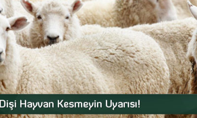 Damızlık Dişi Hayvan Kesmeyin Uyarısı!