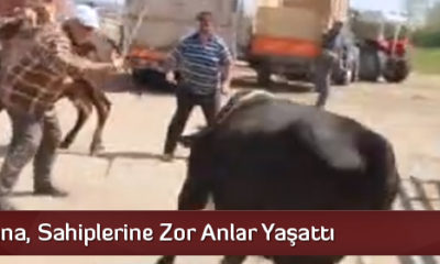 Kurbanlık Dana Kaçtı