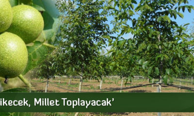 ‘Devlet Dikecek, Millet Toplayacak’
