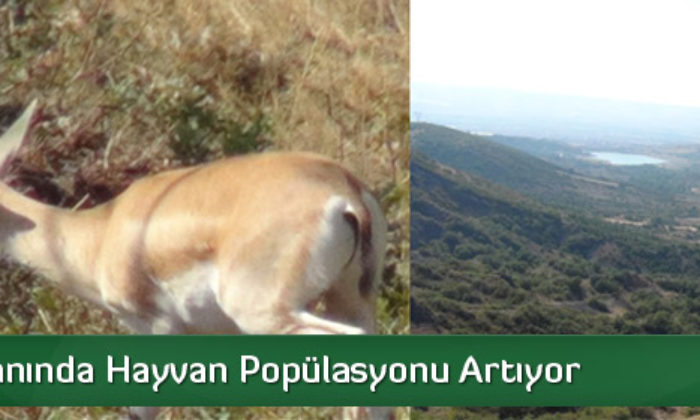 Fauna Alanında Hayvan Popülasyonu Artıyor