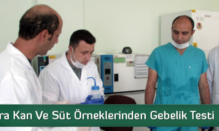 Hayvanlara Kan Ve Süt Örneklerinden Gebelik Testi