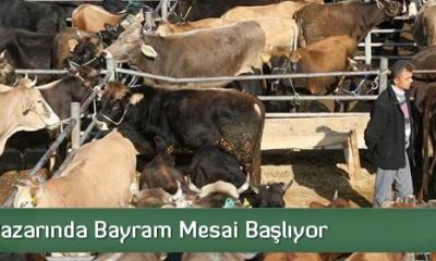 Hayvan Pazarında Bayram Mesai Başlıyor