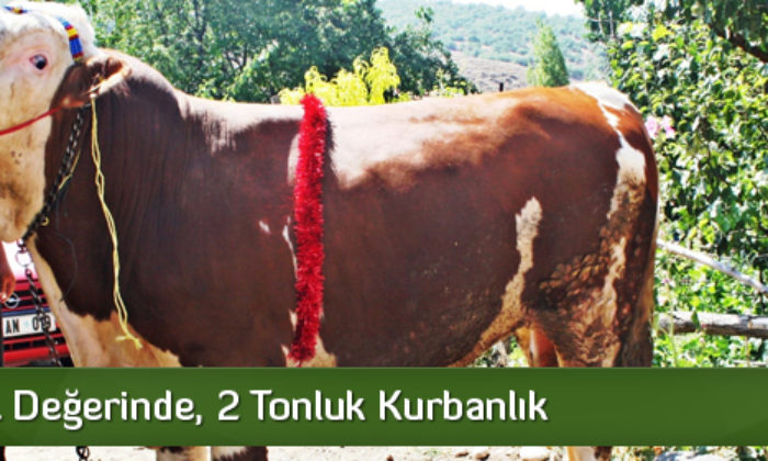 30 Bin TL Değerinde, 2 Tonluk Kurbanlık